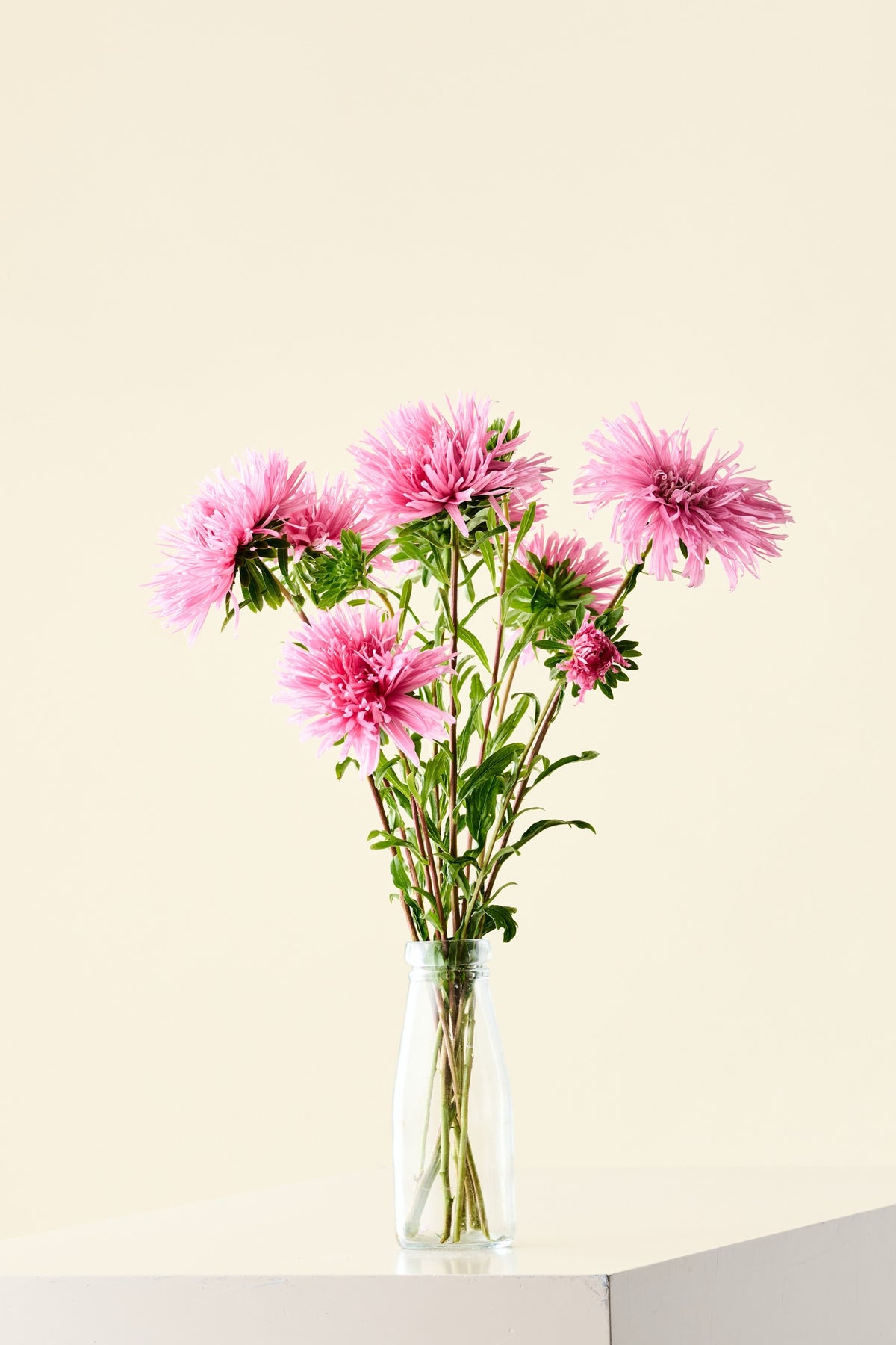 Sommerasters 'Unicum Salmon Rose' - frø