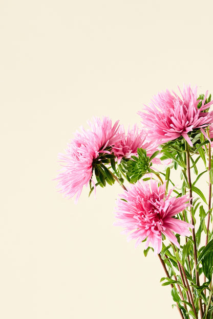 Sommerasters 'Unicum Salmon Rose' - frø