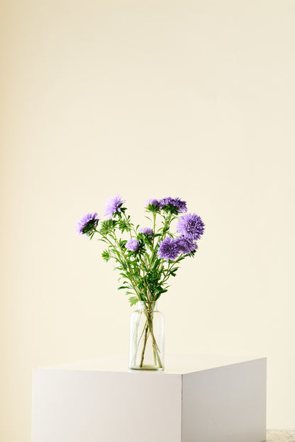 Sommerasters 'Duchesse Light Blue' - frø