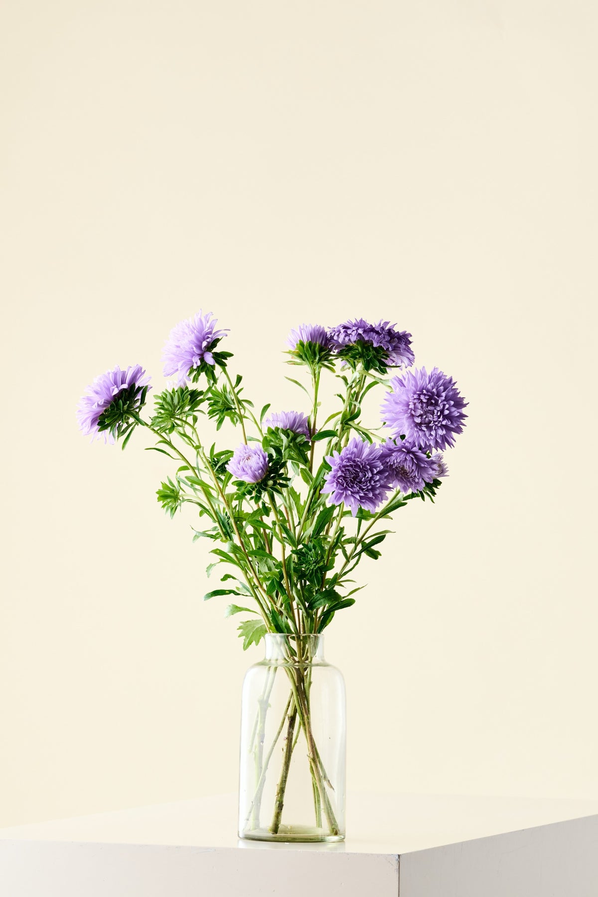Sommerasters 'Duchesse Light Blue' - frø