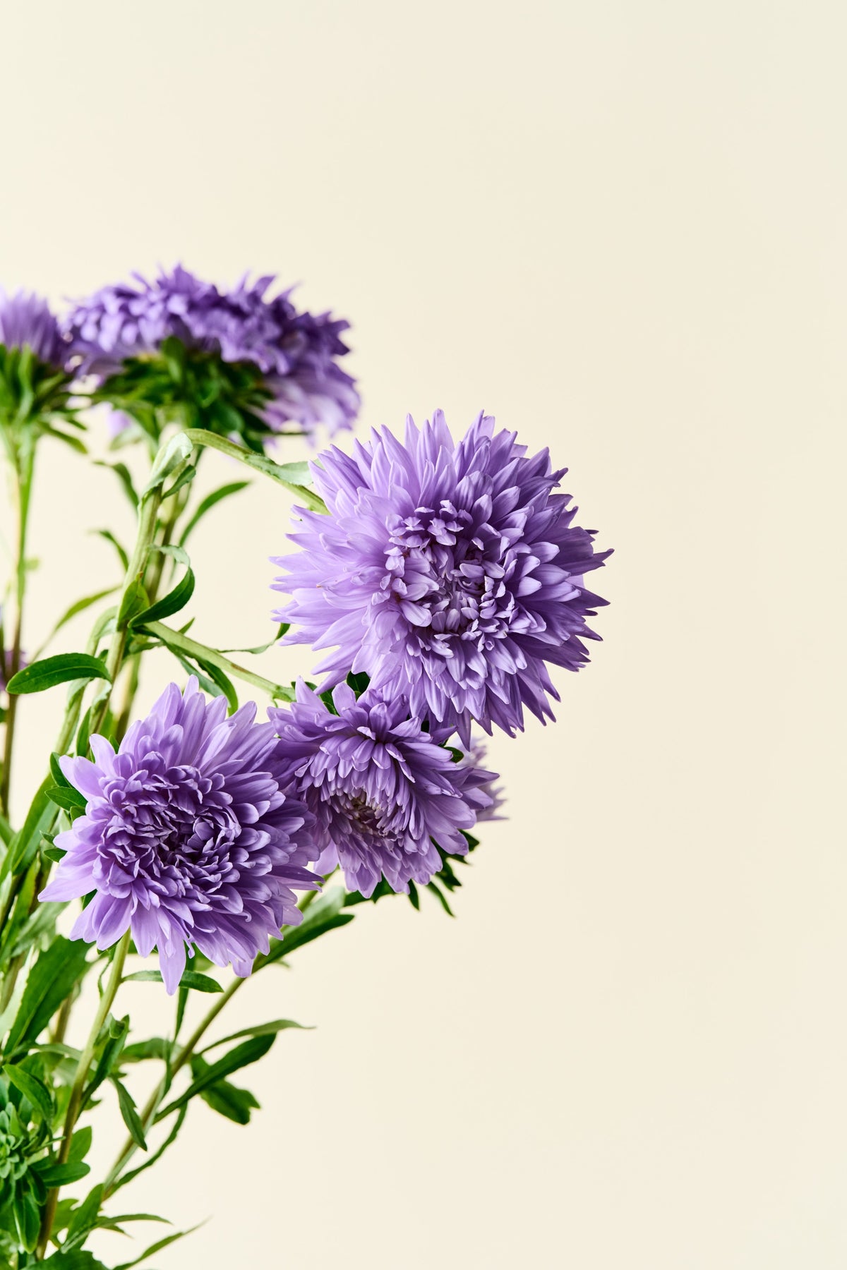 Sommerasters 'Duchesse Light Blue' - frø