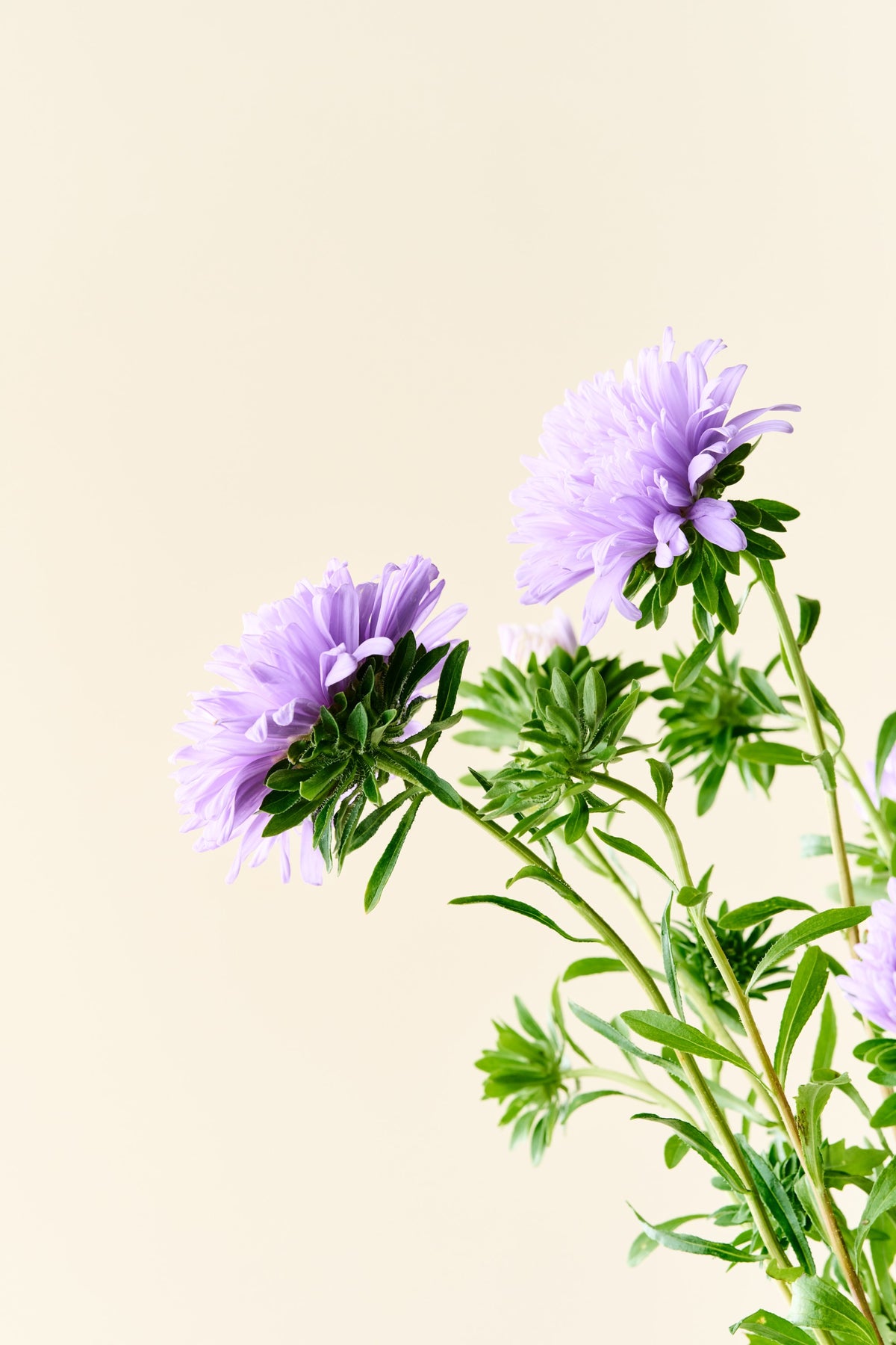 Sommerasters 'Duchesse Light Blue' - frø