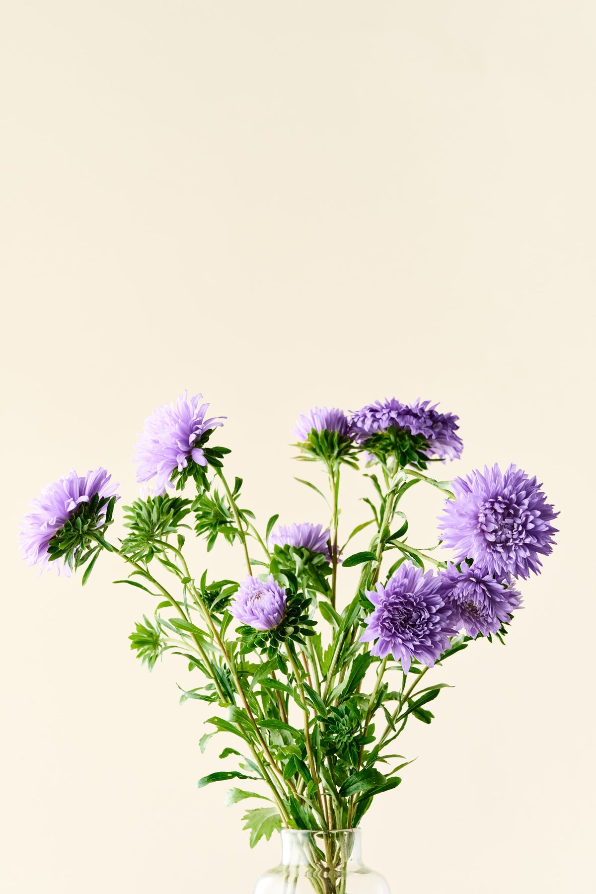 Sommerasters 'Duchesse Light Blue' - frø