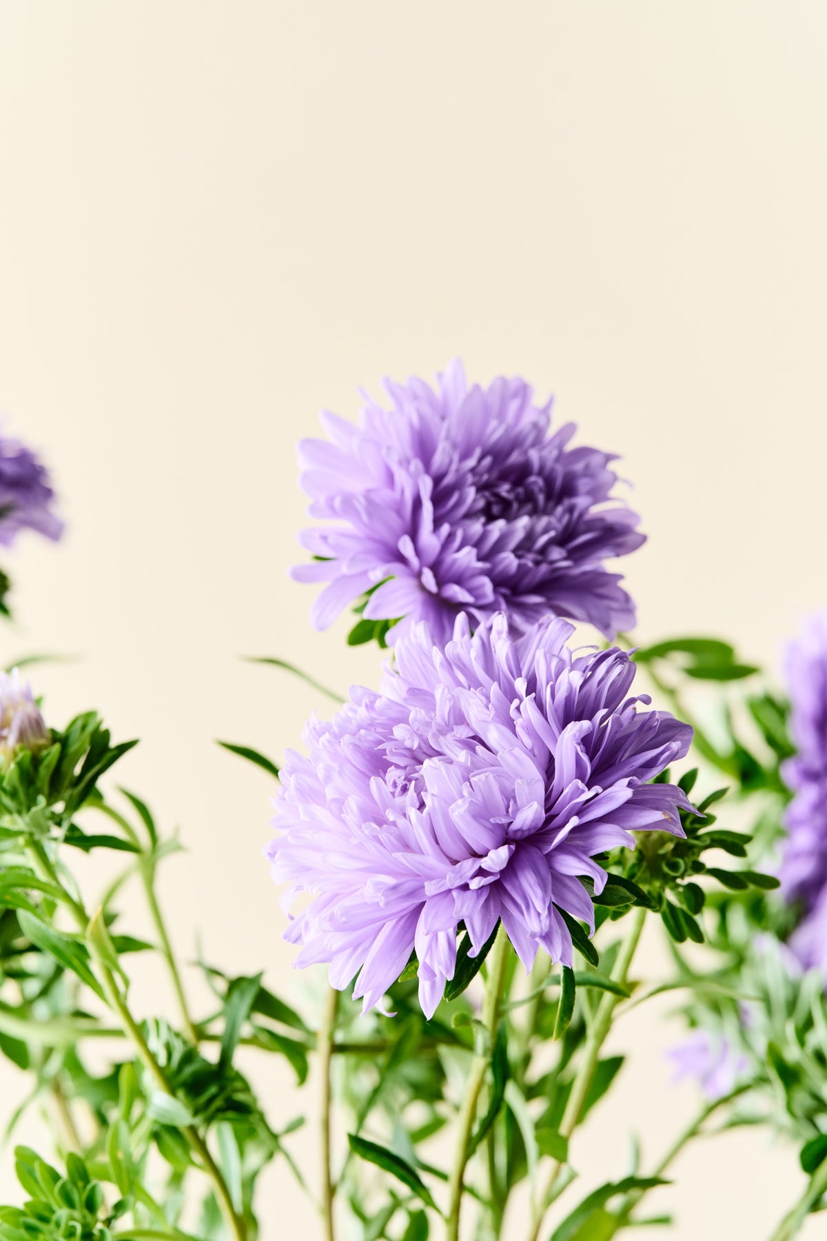 Sommerasters 'Duchesse Light Blue' - frø