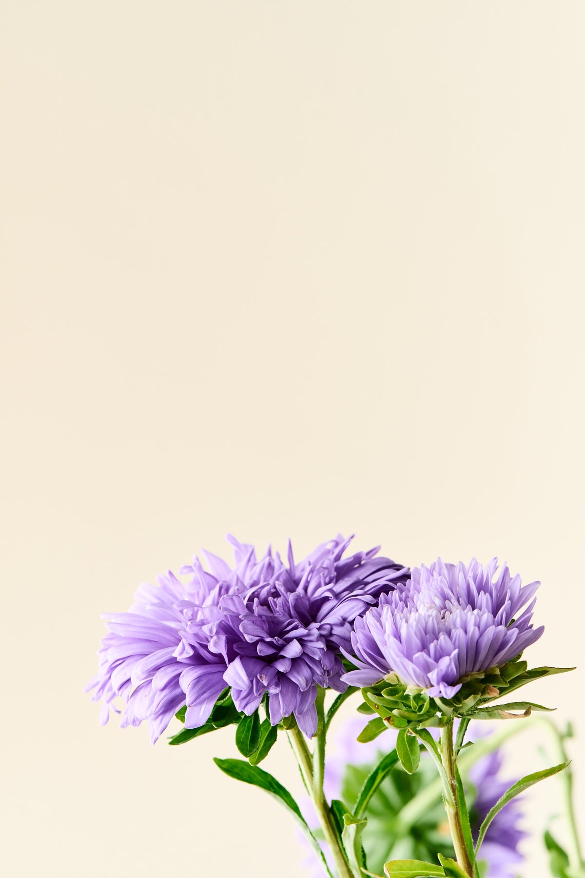 Sommerasters 'Duchesse Light Blue' - frø