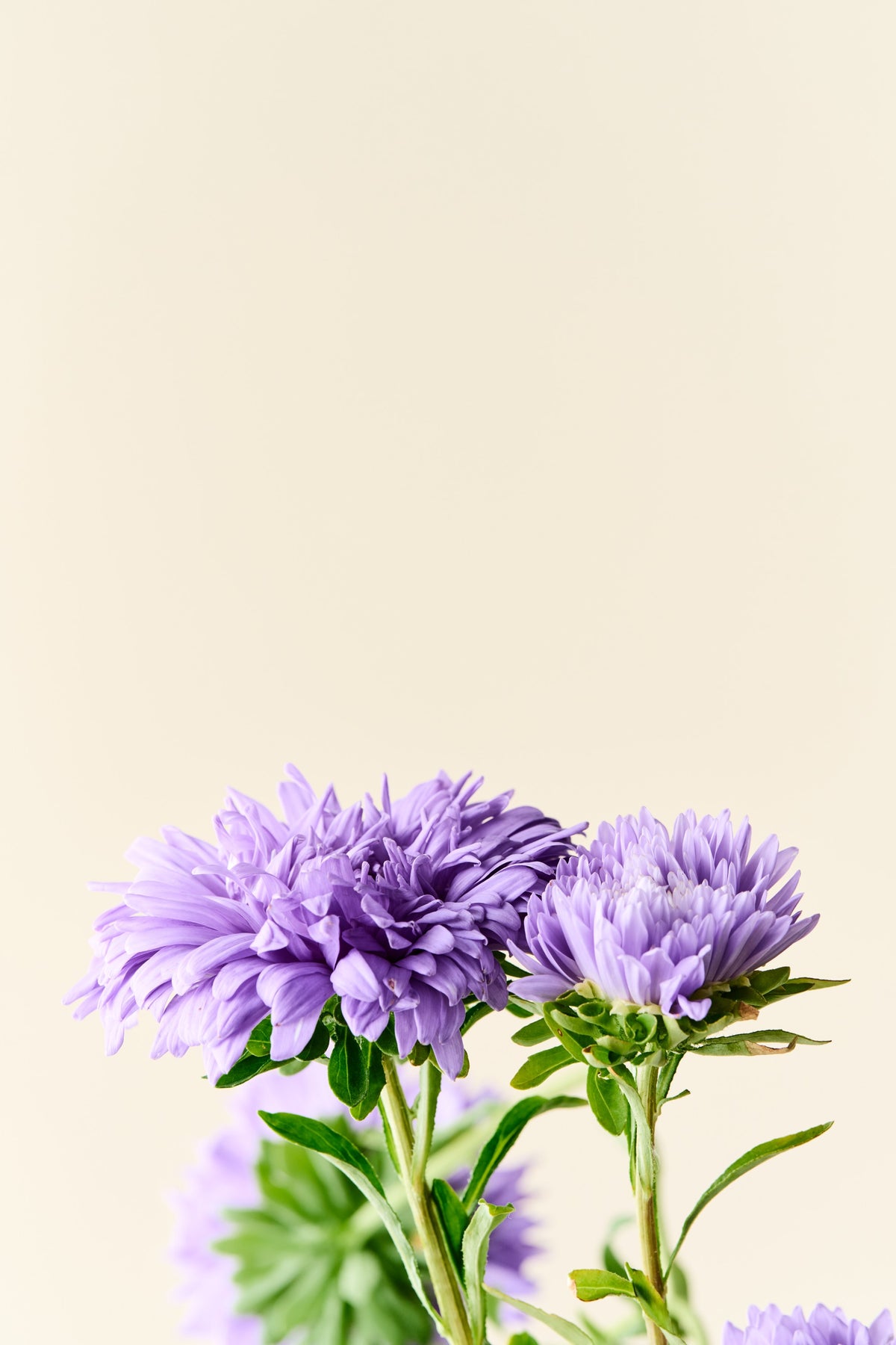Sommerasters 'Duchesse Light Blue' - frø