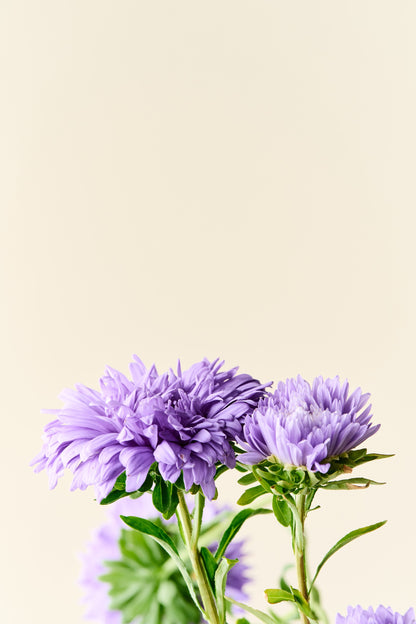 Sommerasters 'Duchesse Light Blue' - frø