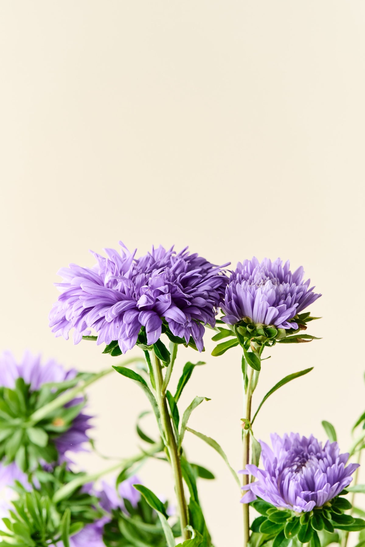 Sommerasters 'Duchesse Light Blue' - frø