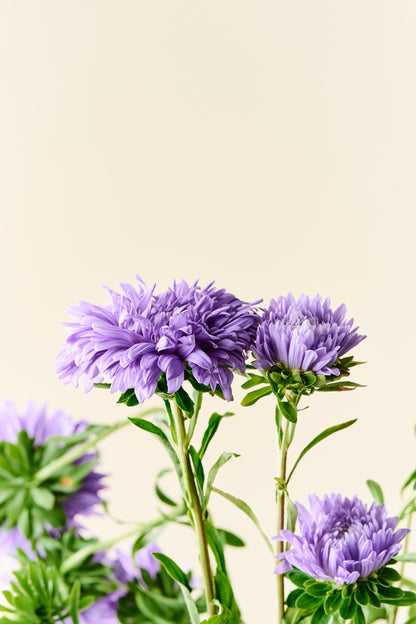 Sommerasters 'Duchesse Light Blue' - frø
