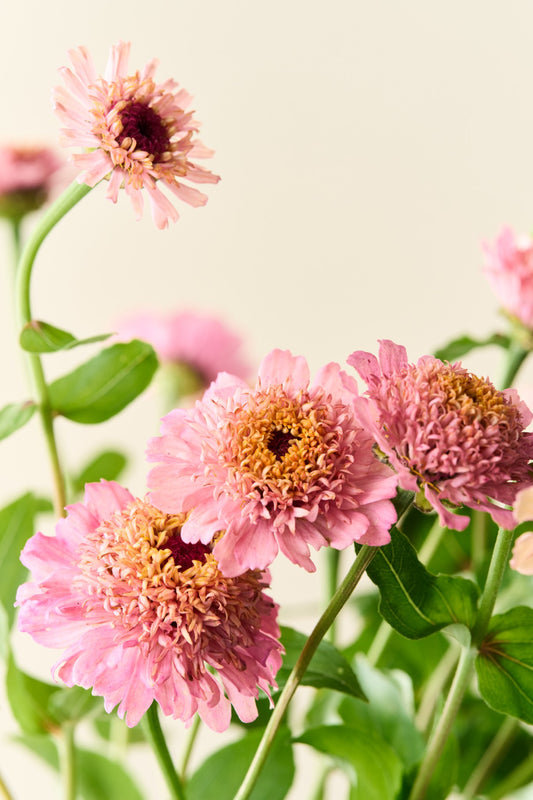 Frøkenhat 'Cresto! Peachy Pink' - frø