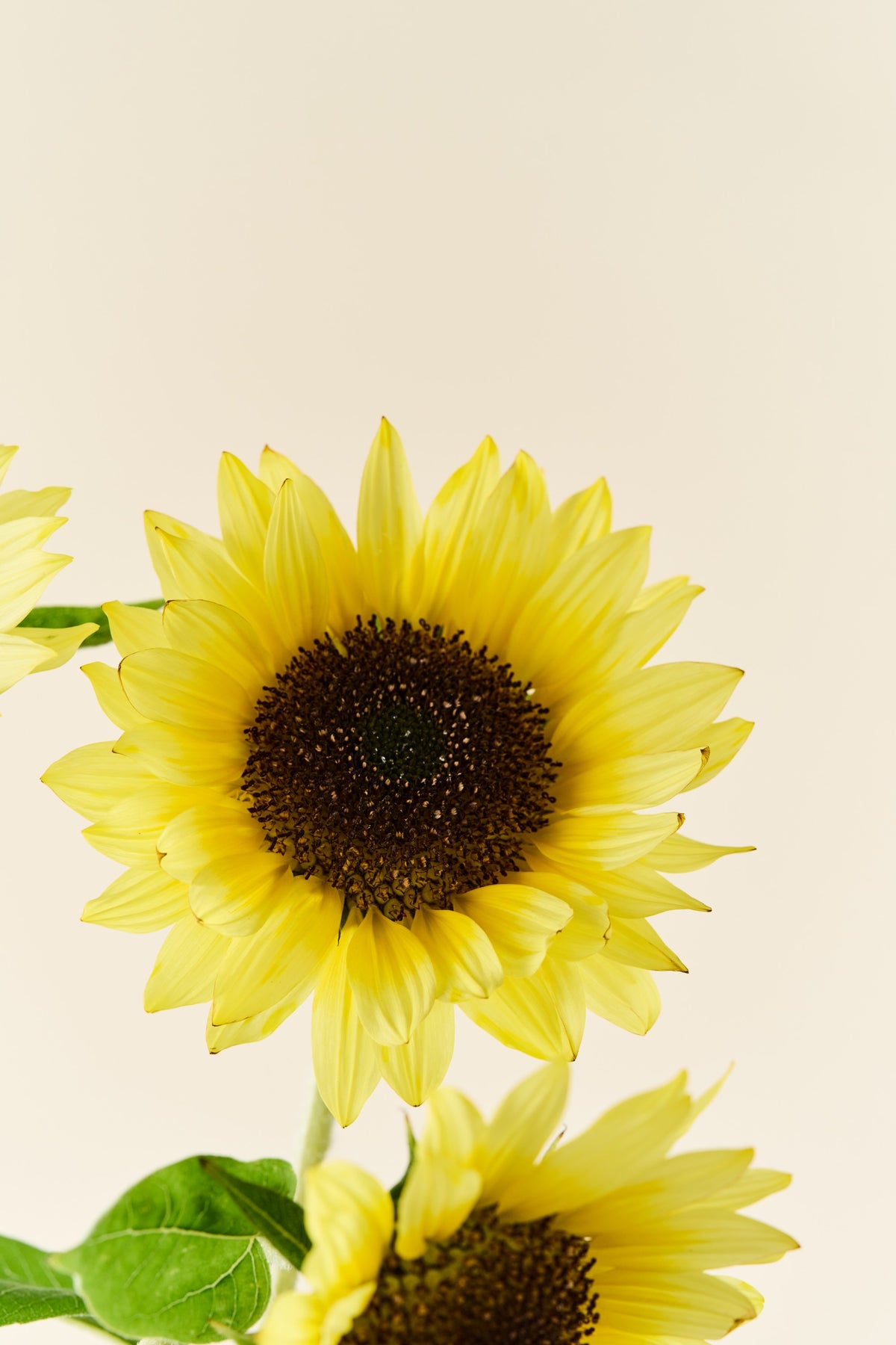 Solsikke 'Sunrich Limoncello Summer F1'  - frø