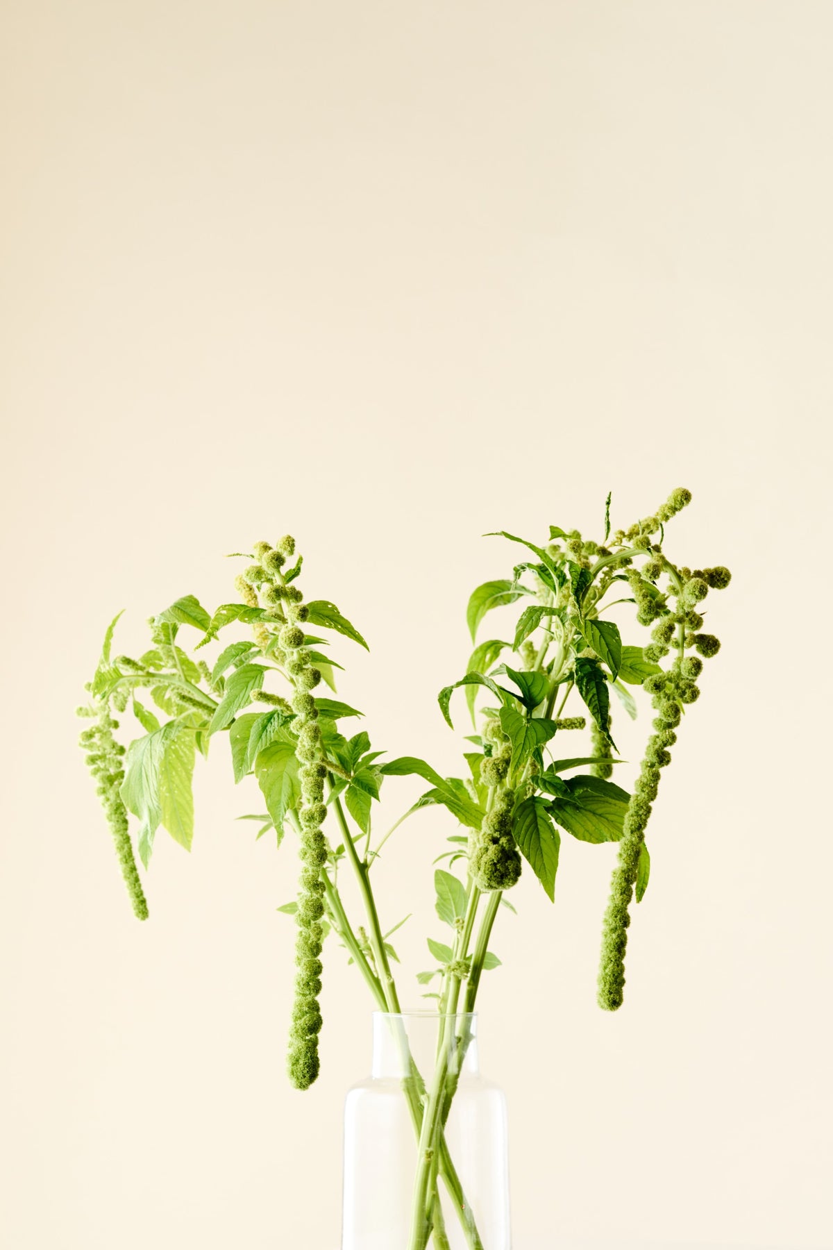 Amarant/Rævehale 'Muse Green Pearls' - frø