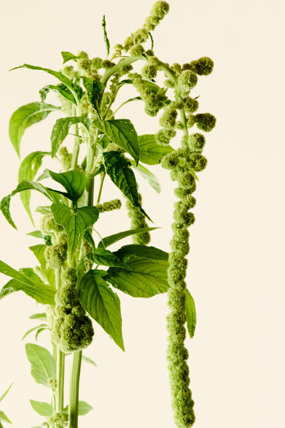 Amarant/Rævehale 'Muse Green Pearls' - frø