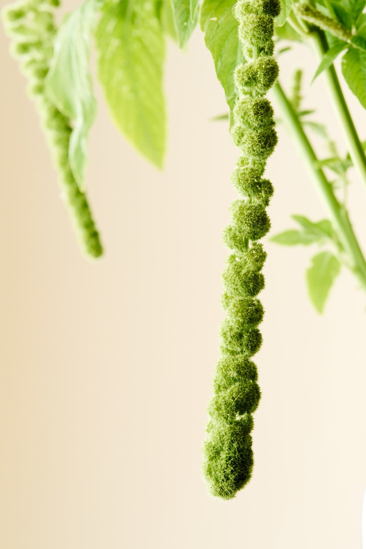 Amarant/Rævehale 'Muse Green Pearls' - frø