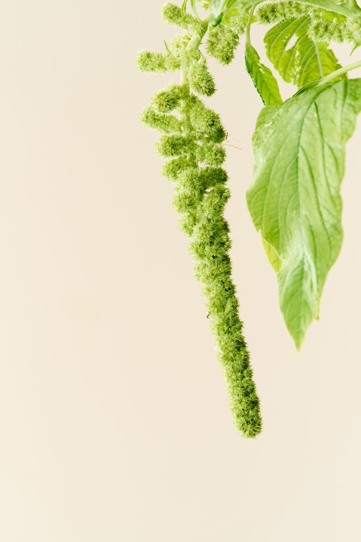 Amarant/Rævehale 'Muse Green Pearls' - frø
