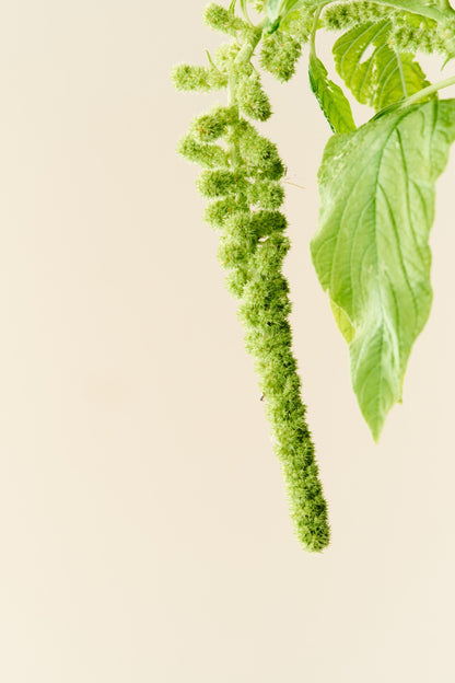 Amarant/Rævehale 'Muse Green Pearls' - frø