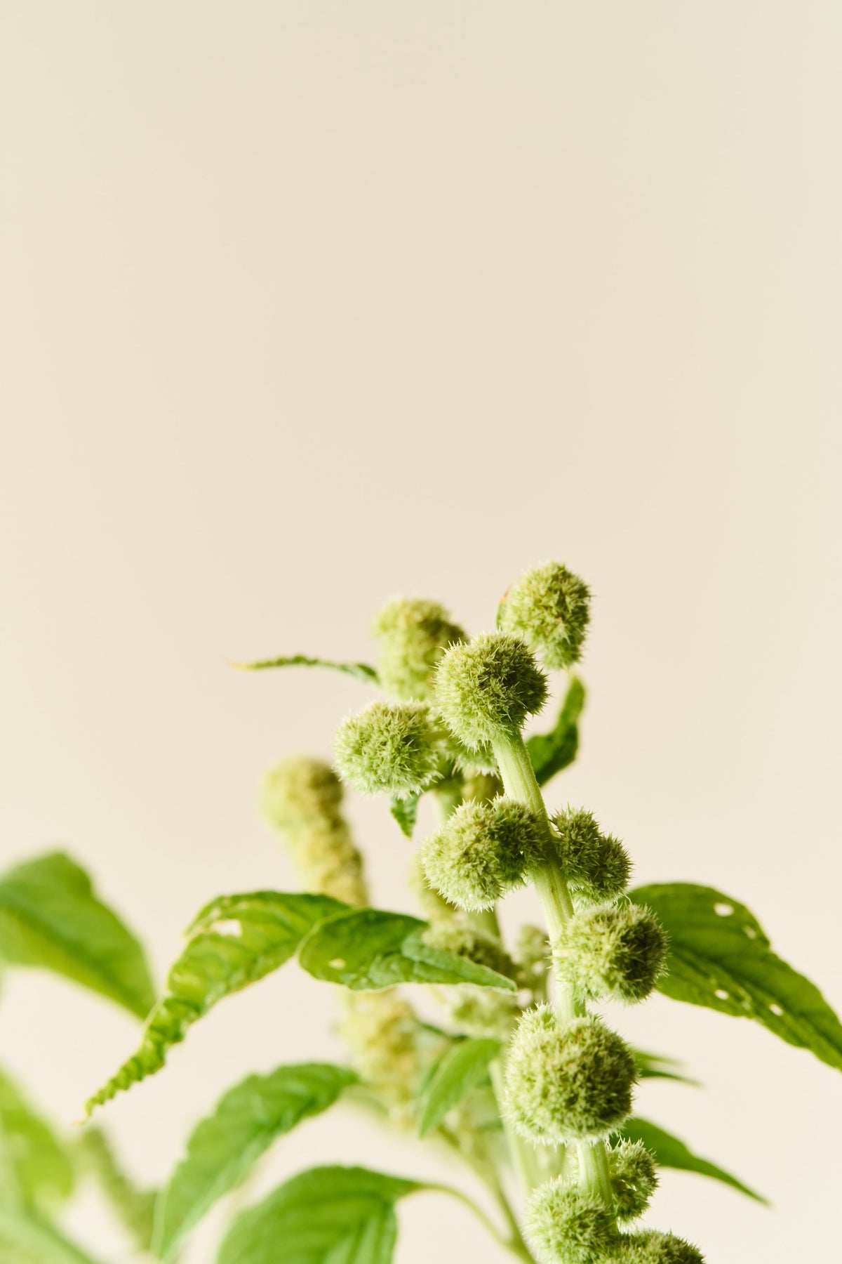 Amarant/Rævehale 'Muse Green Pearls' - frø