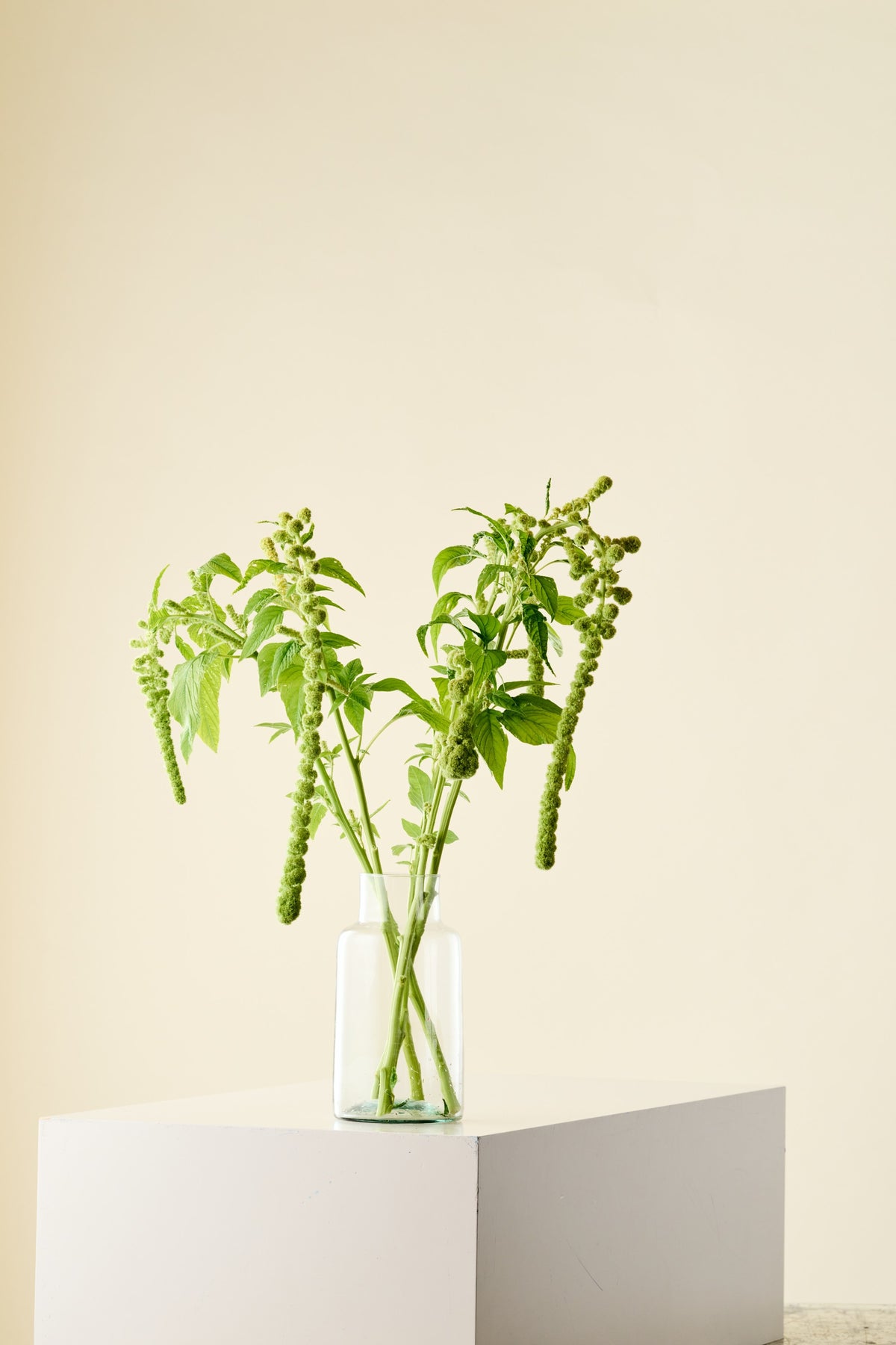 Amarant/Rævehale 'Muse Green Pearls' - frø