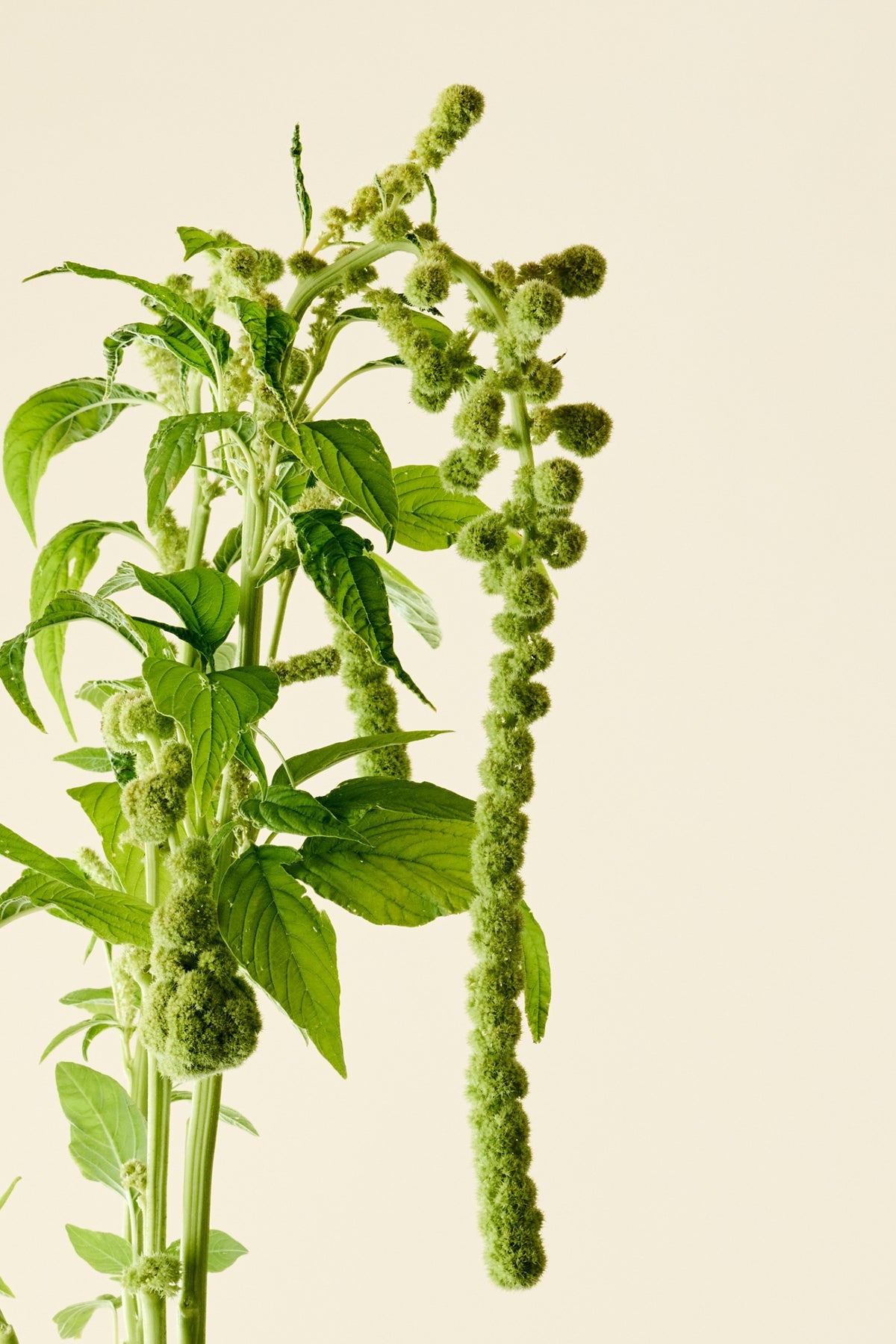 Amarant/Rævehale 'Muse Green Pearls' - frø