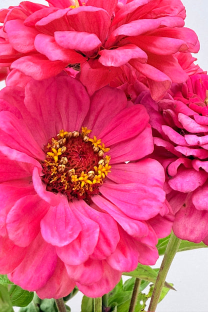 Frøkenhat 'Benary's Giant Carmine' - frø - 1-årige sommerblomster - til din skærehave her vist på billede 1 fra Frk. Grønt