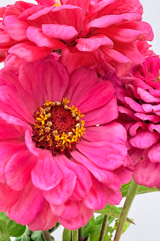 Frøkenhat 'Benary's Giant Carmine' - frø - 1-årige sommerblomster - til din skærehave her vist på billede 1 fra Frk. Grønt