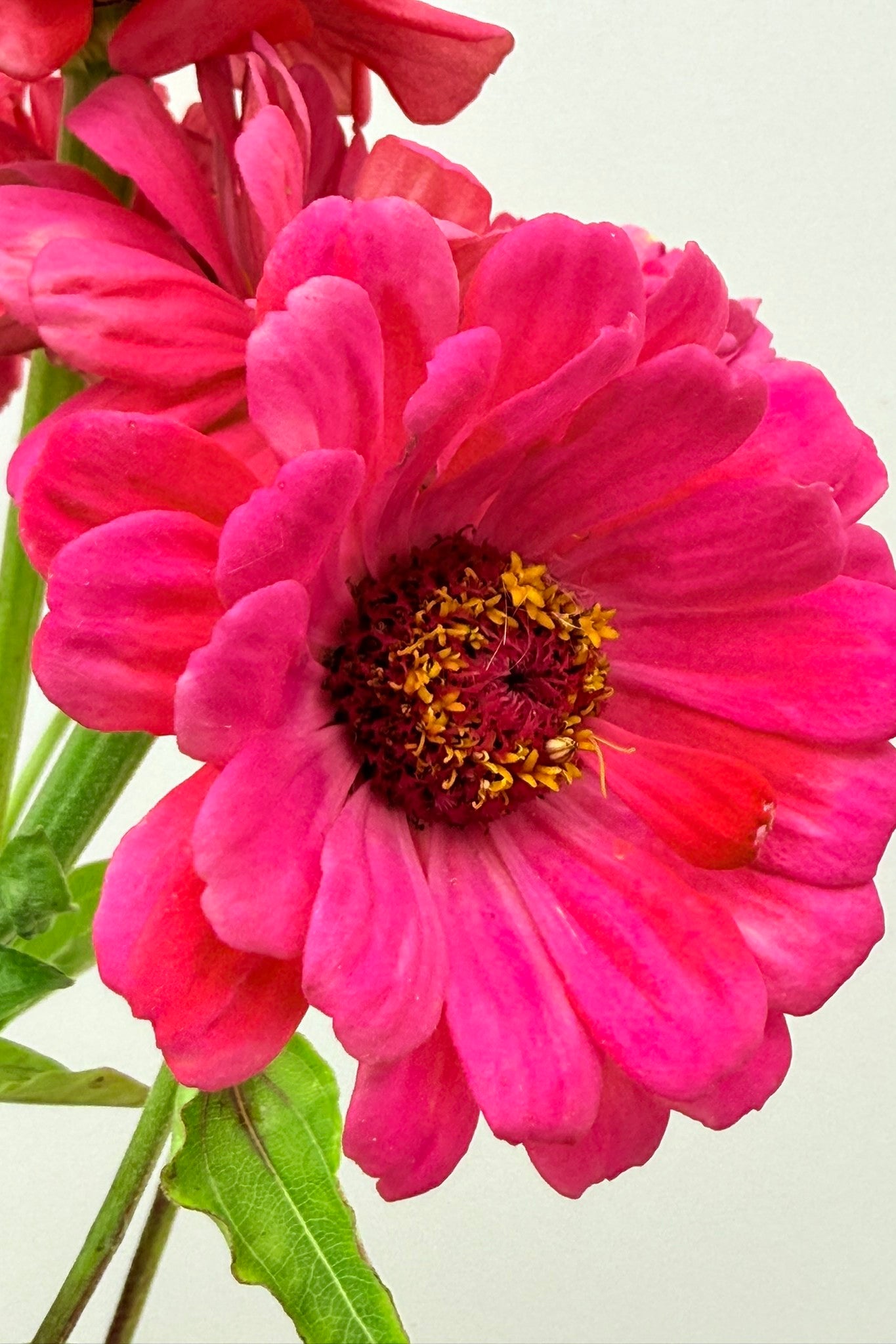 Frøkenhat 'Benary's Giant Carmine' - frø - 1-årige sommerblomster - til din skærehave her vist på billede 10 fra Frk. Grønt