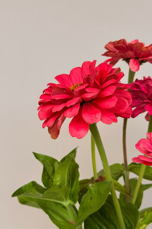 Frøkenhat 'Benary's Giant Carmine' - frø - 1-årige sommerblomster - til din skærehave her vist på billede 2 fra Frk. Grønt