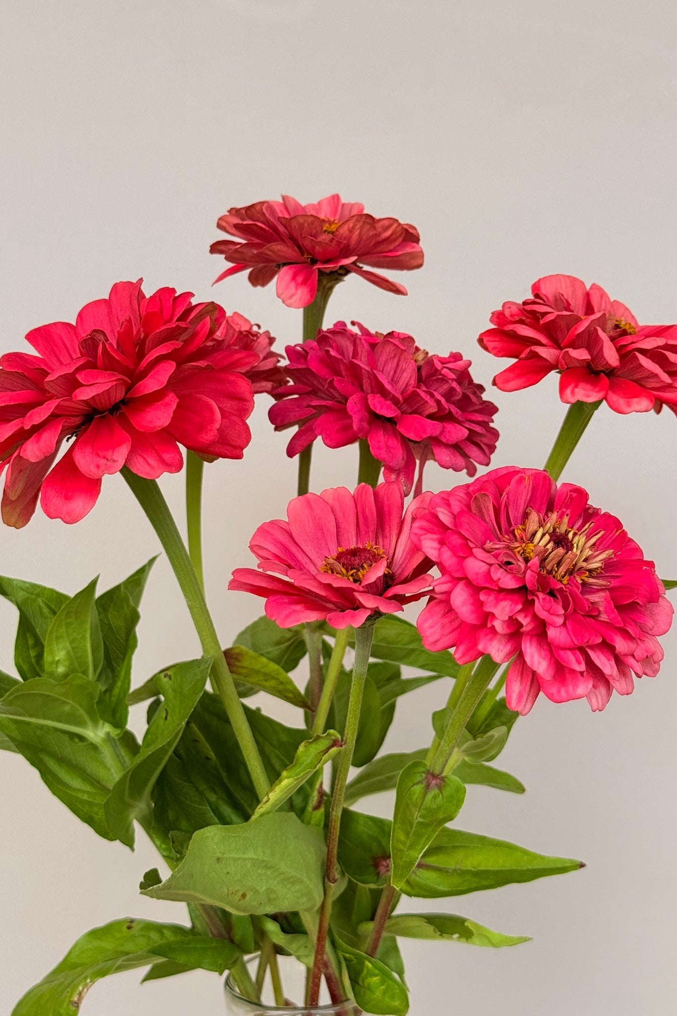 Frøkenhat 'Benary's Giant Carmine' - frø - 1-årige sommerblomster - til din skærehave her vist på billede 3 fra Frk. Grønt