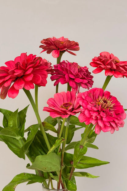 Frøkenhat 'Benary's Giant Carmine' - frø - 1-årige sommerblomster - til din skærehave her vist på billede 3 fra Frk. Grønt