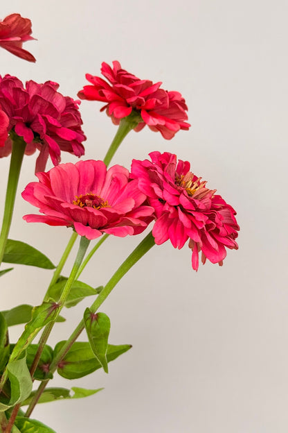 Frøkenhat 'Benary's Giant Carmine' - frø - 1-årige sommerblomster - til din skærehave her vist på billede 4 fra Frk. Grønt