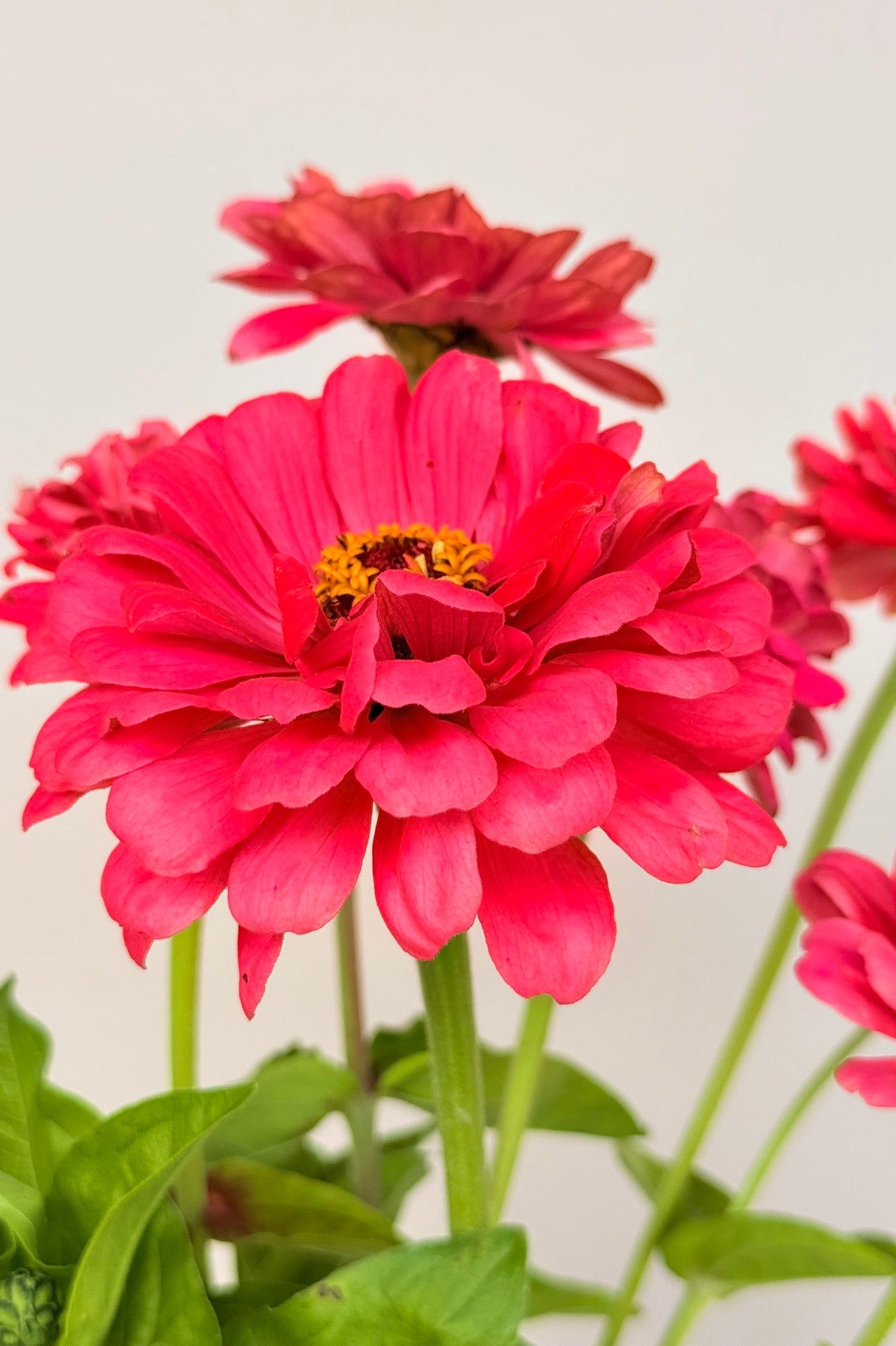 Frøkenhat 'Benary's Giant Carmine' - frø - 1-årige sommerblomster - til din skærehave her vist på billede 5 fra Frk. Grønt