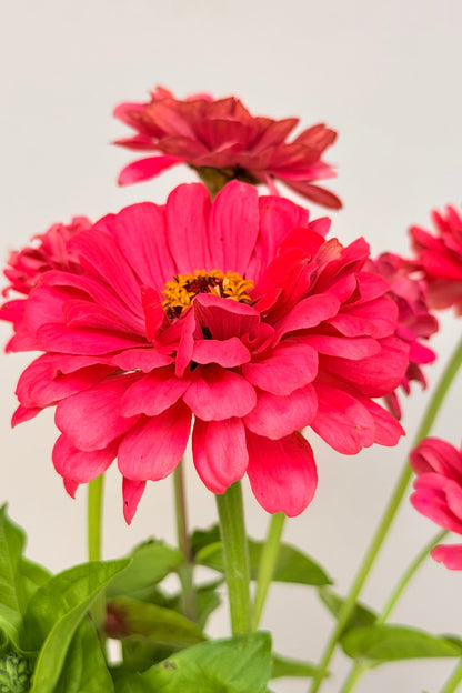 Frøkenhat 'Benary's Giant Carmine' - frø - 1-årige sommerblomster - til din skærehave her vist på billede 5 fra Frk. Grønt