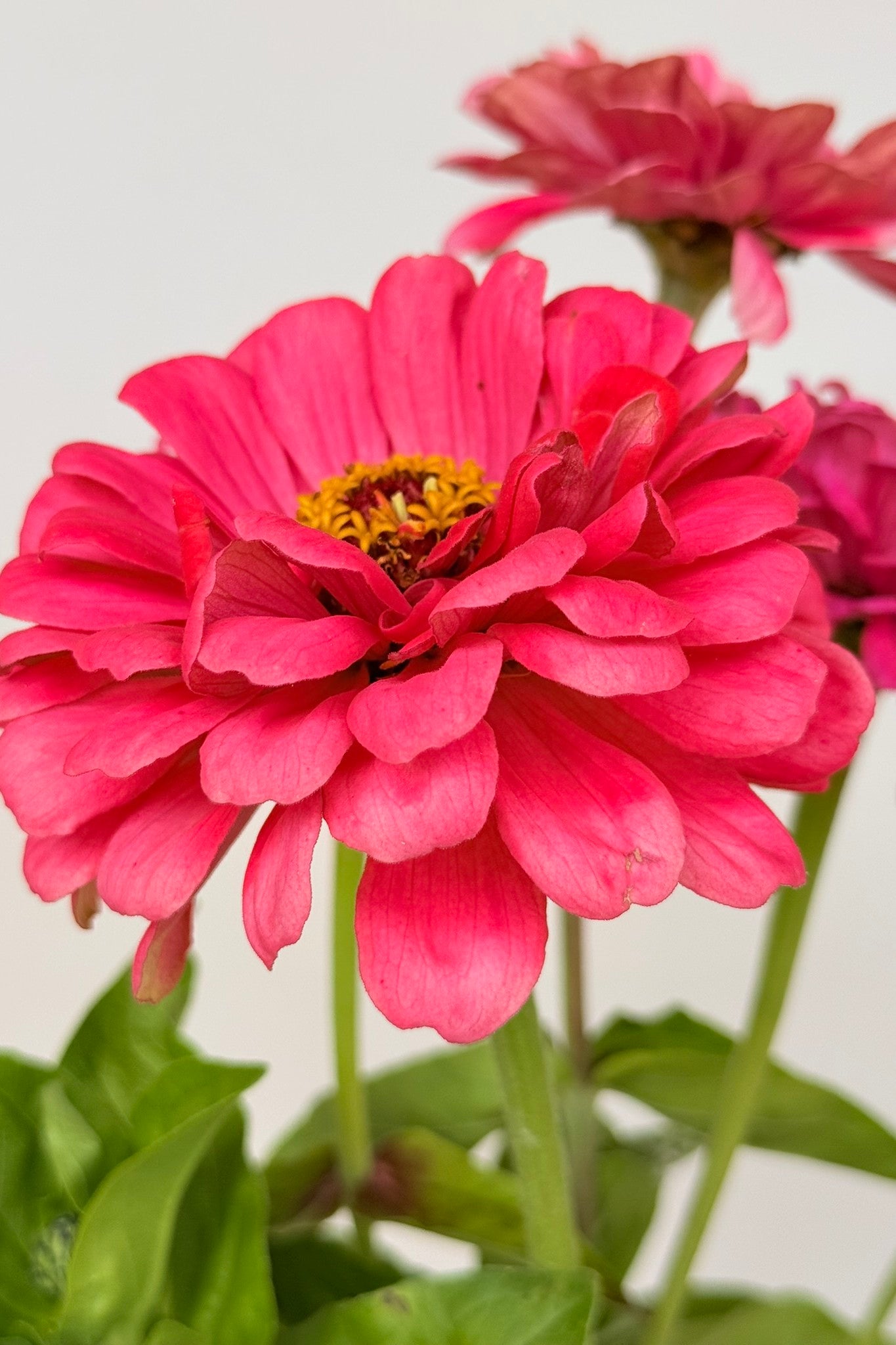 Frøkenhat 'Benary's Giant Carmine' - frø - 1-årige sommerblomster - til din skærehave her vist på billede 6 fra Frk. Grønt