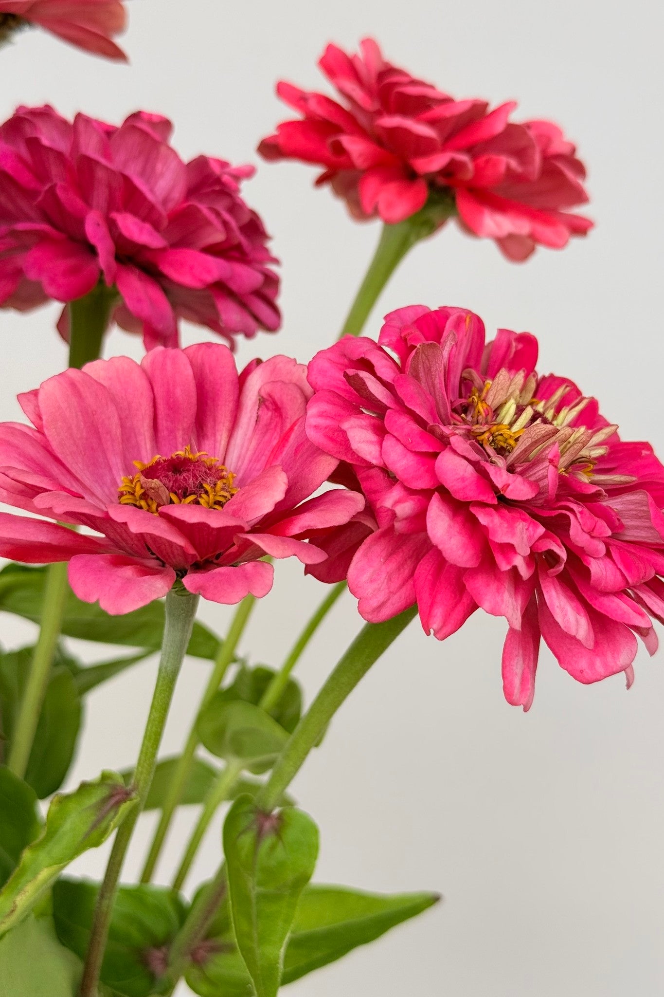 Frøkenhat 'Benary's Giant Carmine' - frø - 1-årige sommerblomster - til din skærehave her vist på billede 7 fra Frk. Grønt