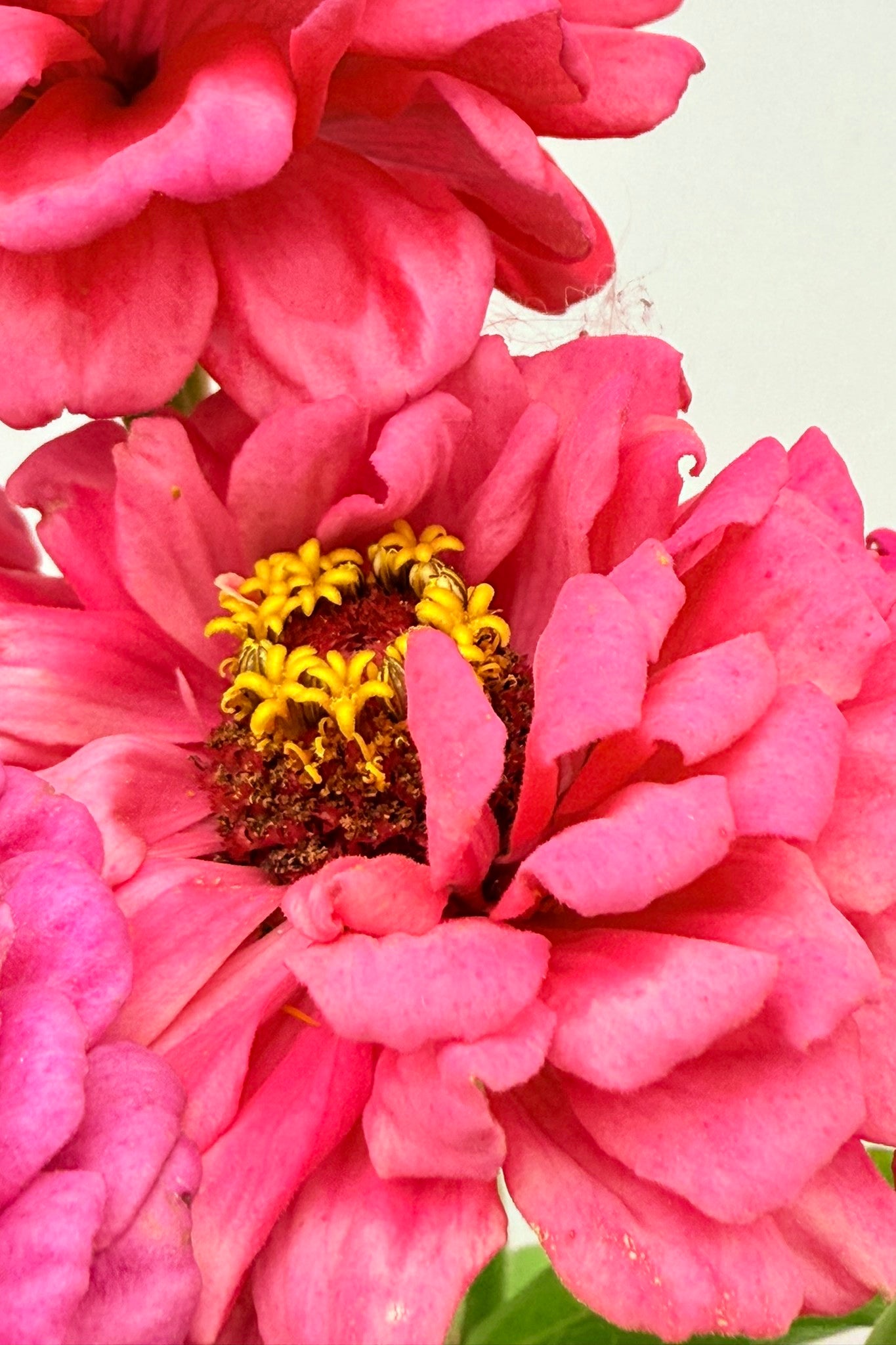 Frøkenhat 'Benary's Giant Carmine' - frø - 1-årige sommerblomster - til din skærehave her vist på billede 9 fra Frk. Grønt