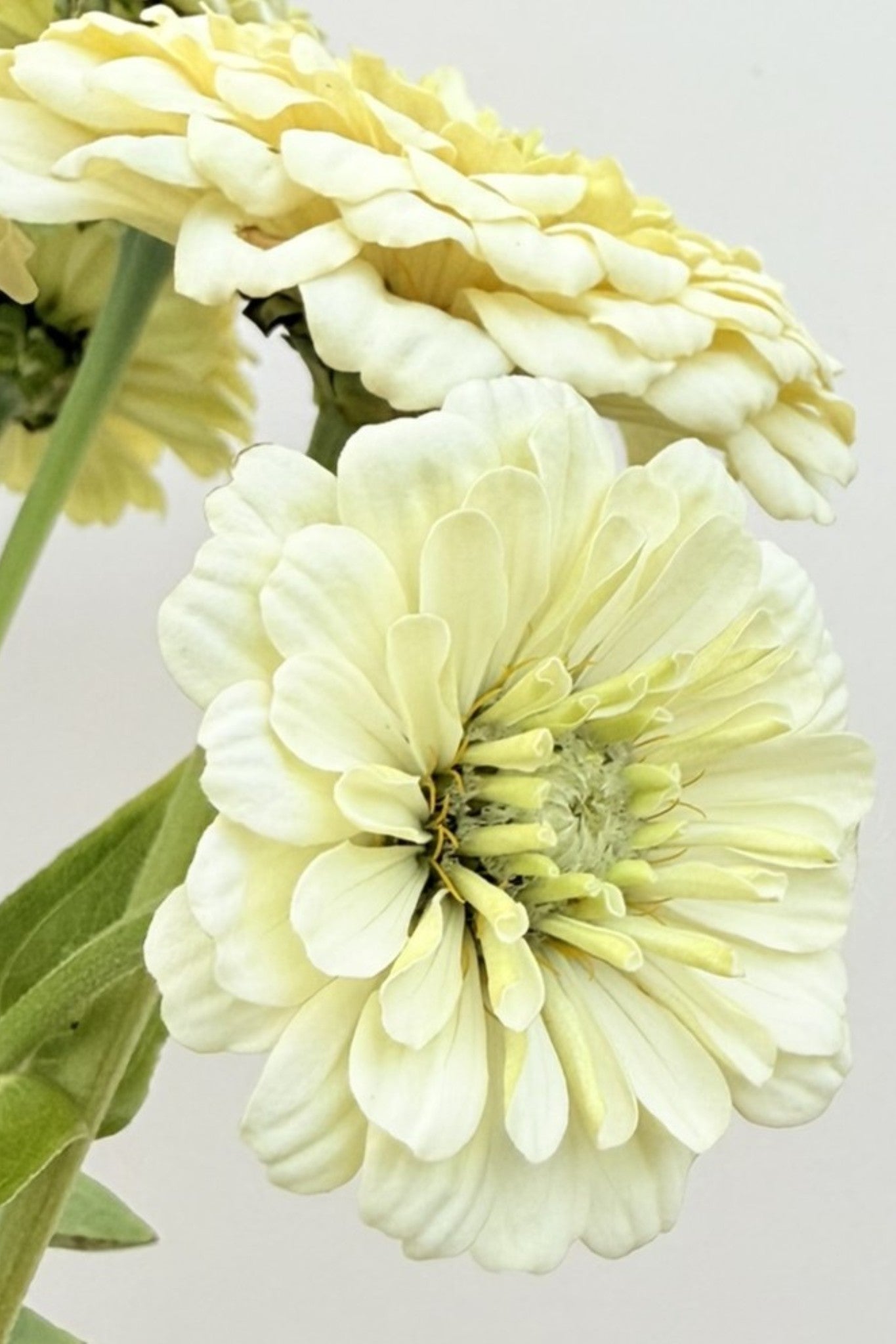 Frøkenhat 'Benary’s Giant White' - frø - 1-årige sommerblomster - til din skærehave her vist på billede 1 fra Frk. Grønt