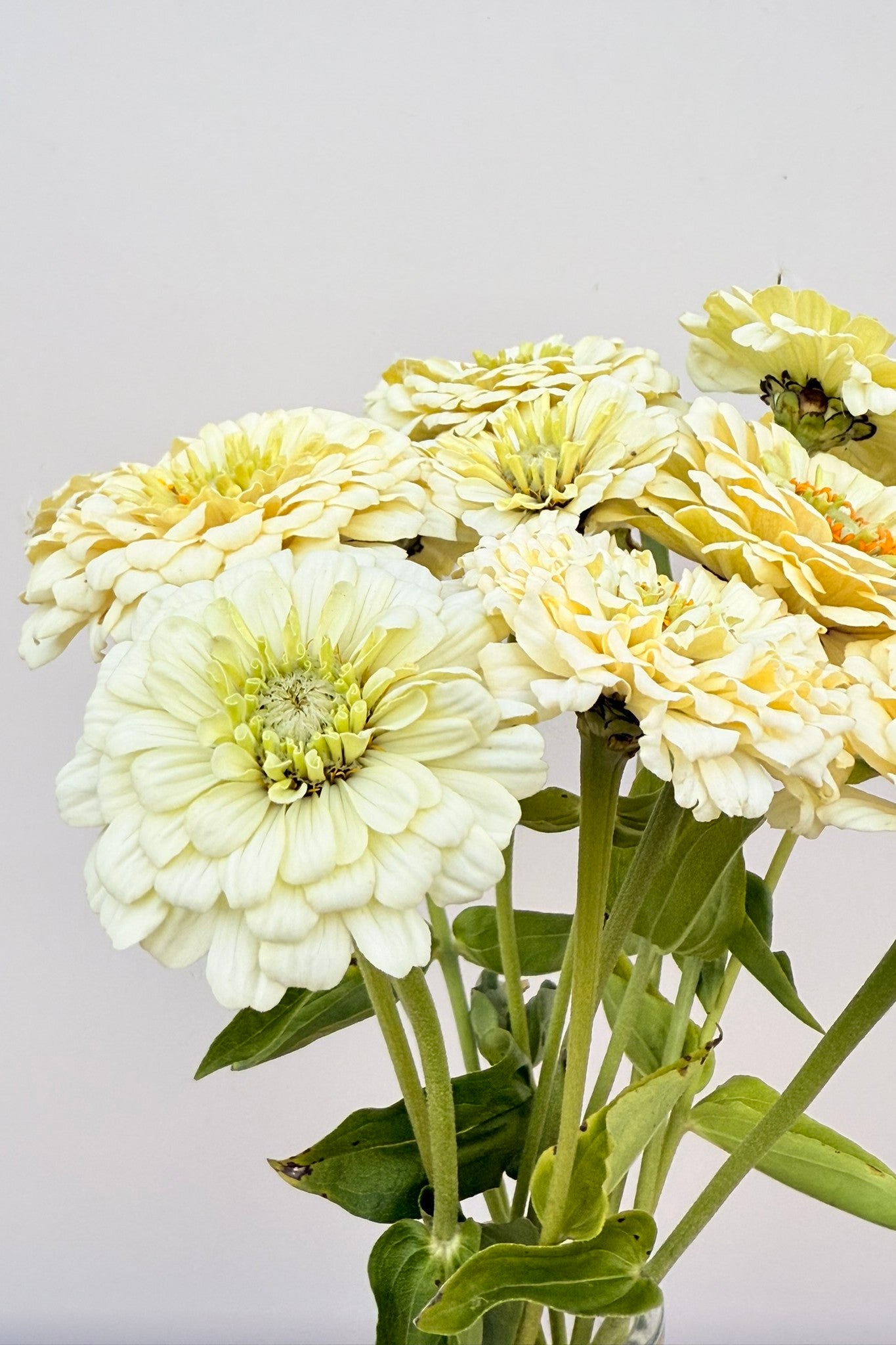 Frøkenhat 'Benary’s Giant White' - frø - 1-årige sommerblomster - til din skærehave her vist på billede 10 fra Frk. Grønt