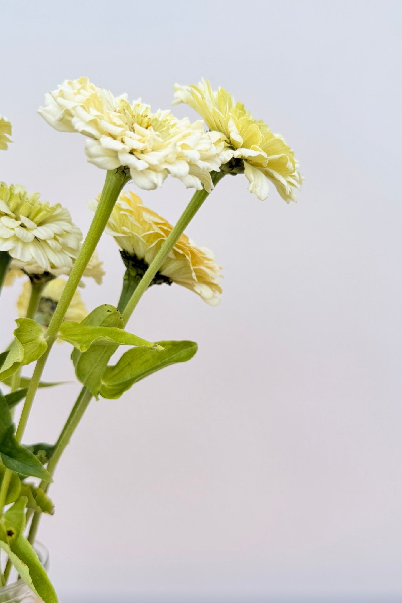 Frøkenhat 'Benary’s Giant White' - frø - 1-årige sommerblomster - til din skærehave her vist på billede 2 fra Frk. Grønt