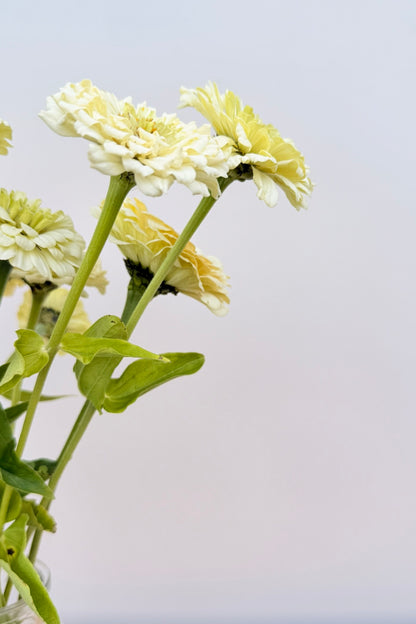 Frøkenhat 'Benary’s Giant White' - frø - 1-årige sommerblomster - til din skærehave her vist på billede 2 fra Frk. Grønt