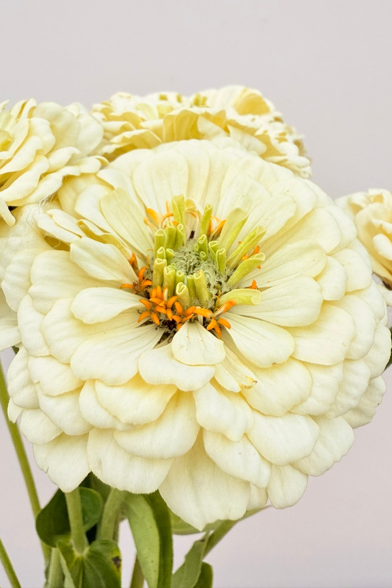 Frøkenhat 'Benary’s Giant White' - frø - 1-årige sommerblomster - til din skærehave her vist på billede 3 fra Frk. Grønt