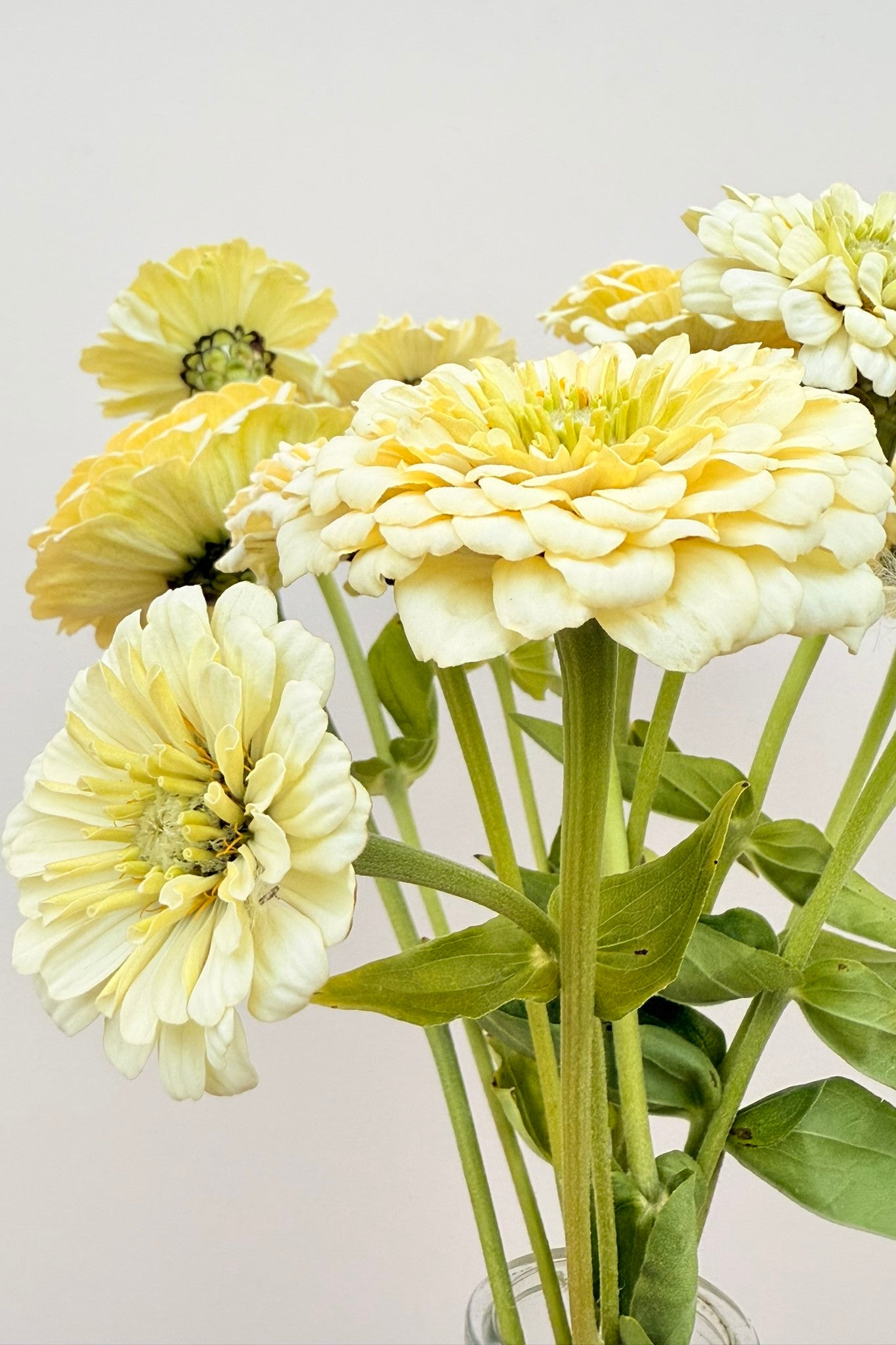 Frøkenhat 'Benary’s Giant White' - frø - 1-årige sommerblomster - til din skærehave her vist på billede 4 fra Frk. Grønt
