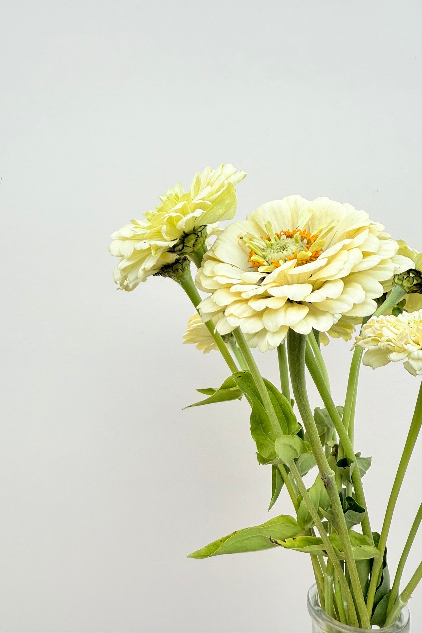 Frøkenhat 'Benary’s Giant White' - frø - 1-årige sommerblomster - til din skærehave her vist på billede 5 fra Frk. Grønt