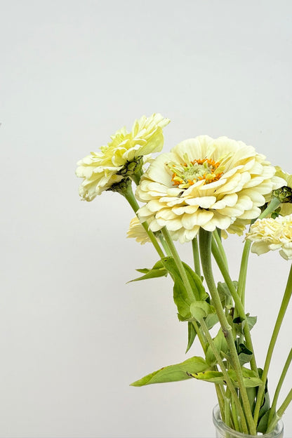 Frøkenhat 'Benary’s Giant White' - frø - 1-årige sommerblomster - til din skærehave her vist på billede 5 fra Frk. Grønt