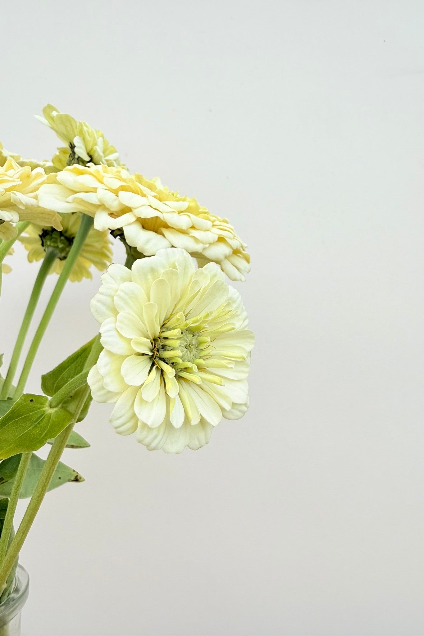 Frøkenhat 'Benary’s Giant White' - frø - 1-årige sommerblomster - til din skærehave her vist på billede 6 fra Frk. Grønt