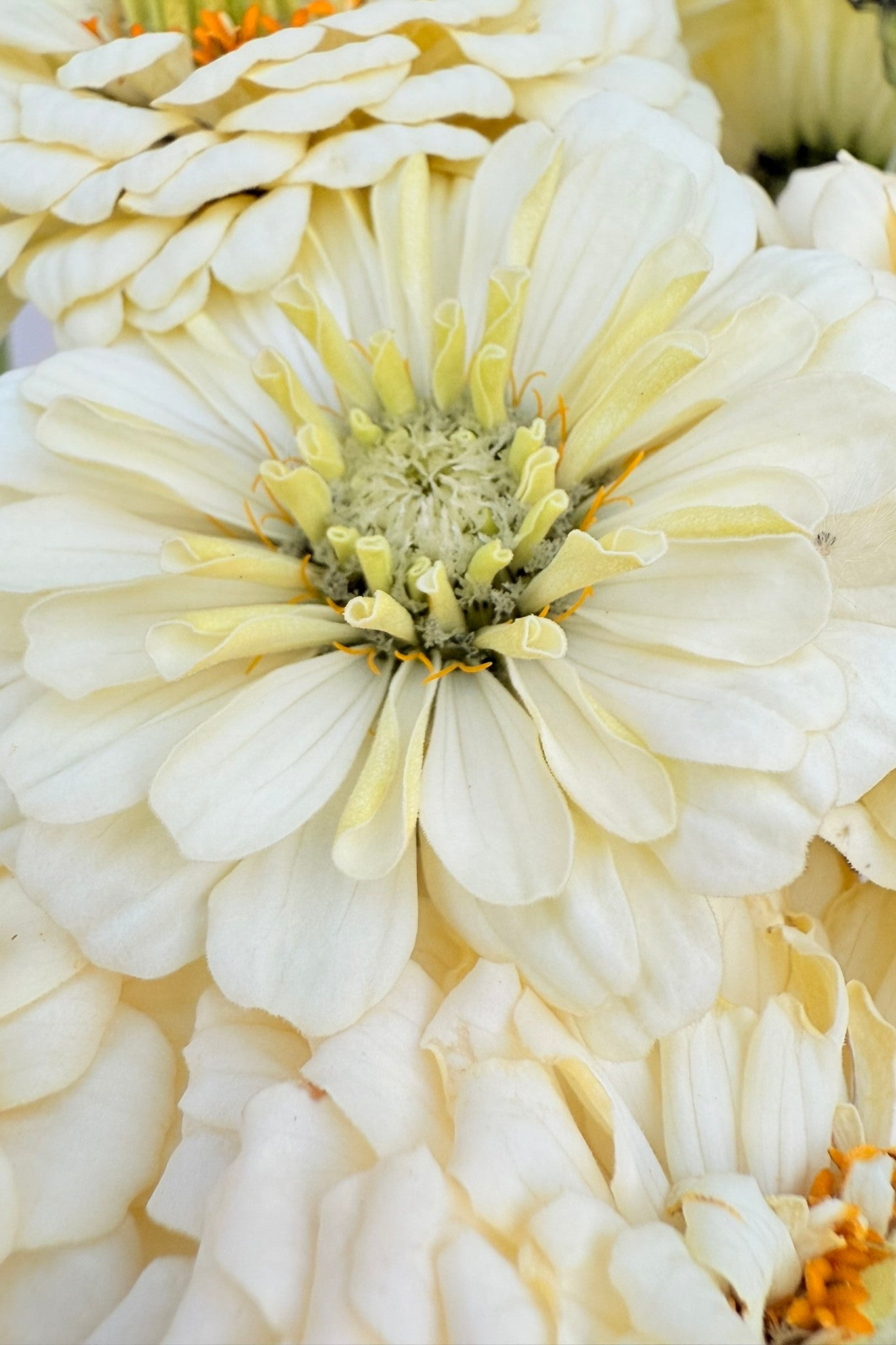 Frøkenhat 'Benary’s Giant White' - frø - 1-årige sommerblomster - til din skærehave her vist på billede 7 fra Frk. Grønt
