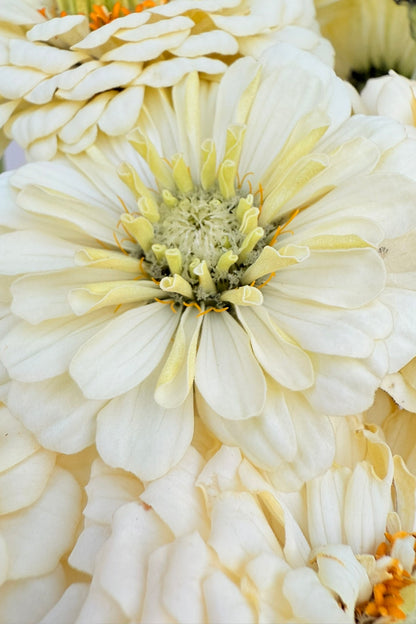 Frøkenhat 'Benary’s Giant White' - frø - 1-årige sommerblomster - til din skærehave her vist på billede 7 fra Frk. Grønt