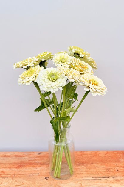 Frøkenhat 'Benary’s Giant White' - frø - 1-årige sommerblomster - til din skærehave her vist på billede 8 fra Frk. Grønt