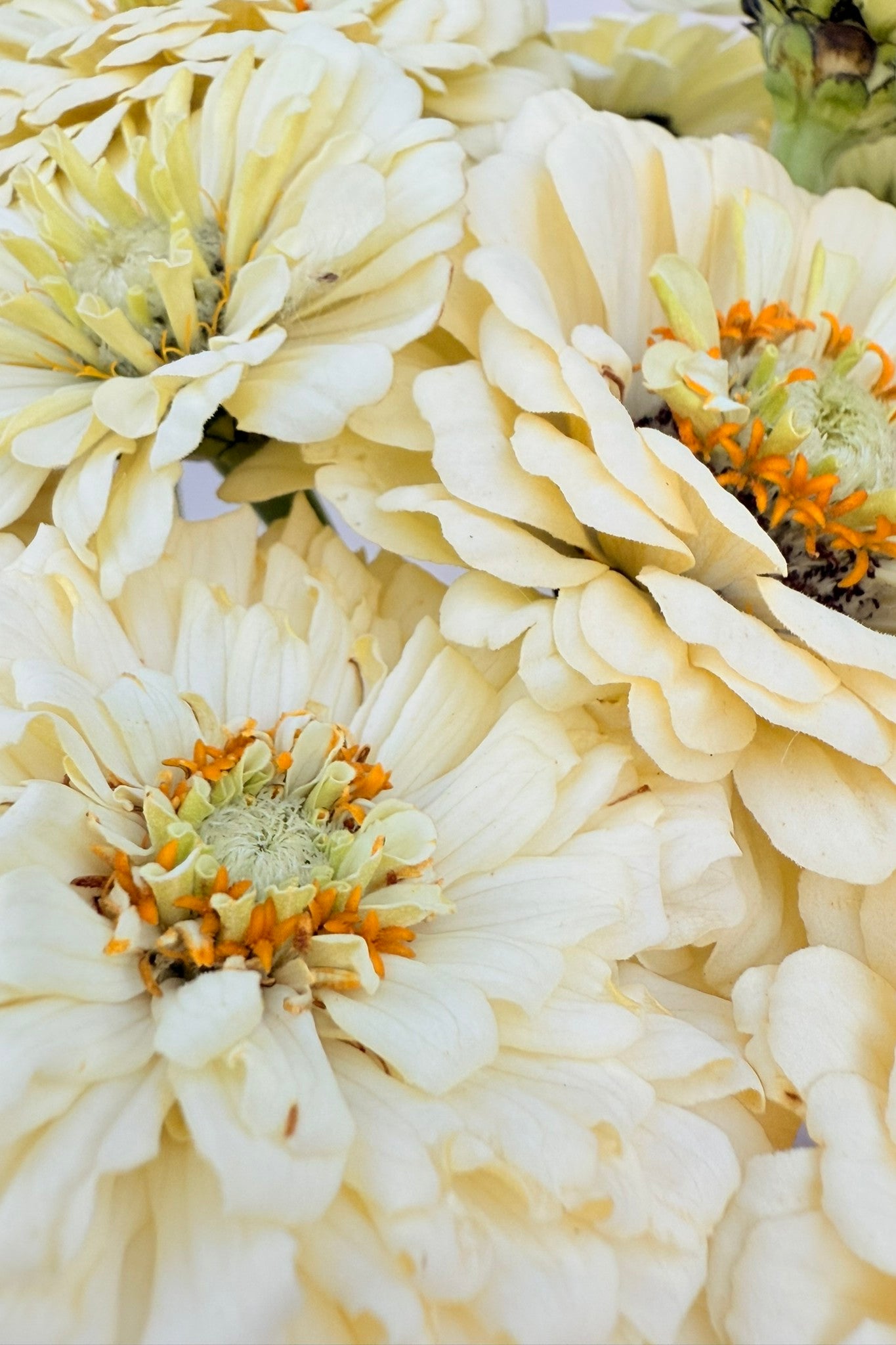Frøkenhat 'Benary’s Giant White' - frø - 1-årige sommerblomster - til din skærehave her vist på billede 9 fra Frk. Grønt