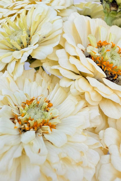 Frøkenhat 'Benary’s Giant White' - frø - 1-årige sommerblomster - til din skærehave her vist på billede 9 fra Frk. Grønt