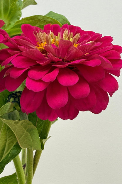 Frøkenhat 'Benary’s Giant Wine' - frø - 1-årige sommerblomster - til din skærehave her vist på billede 4 fra Frk. Grønt